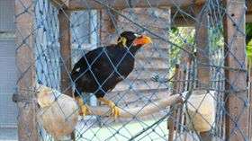 let's save Nias Hill Myna as a symbol of nias isla