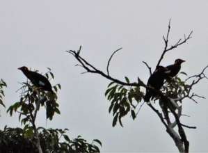 Nias Hill Myna Need free in the wild