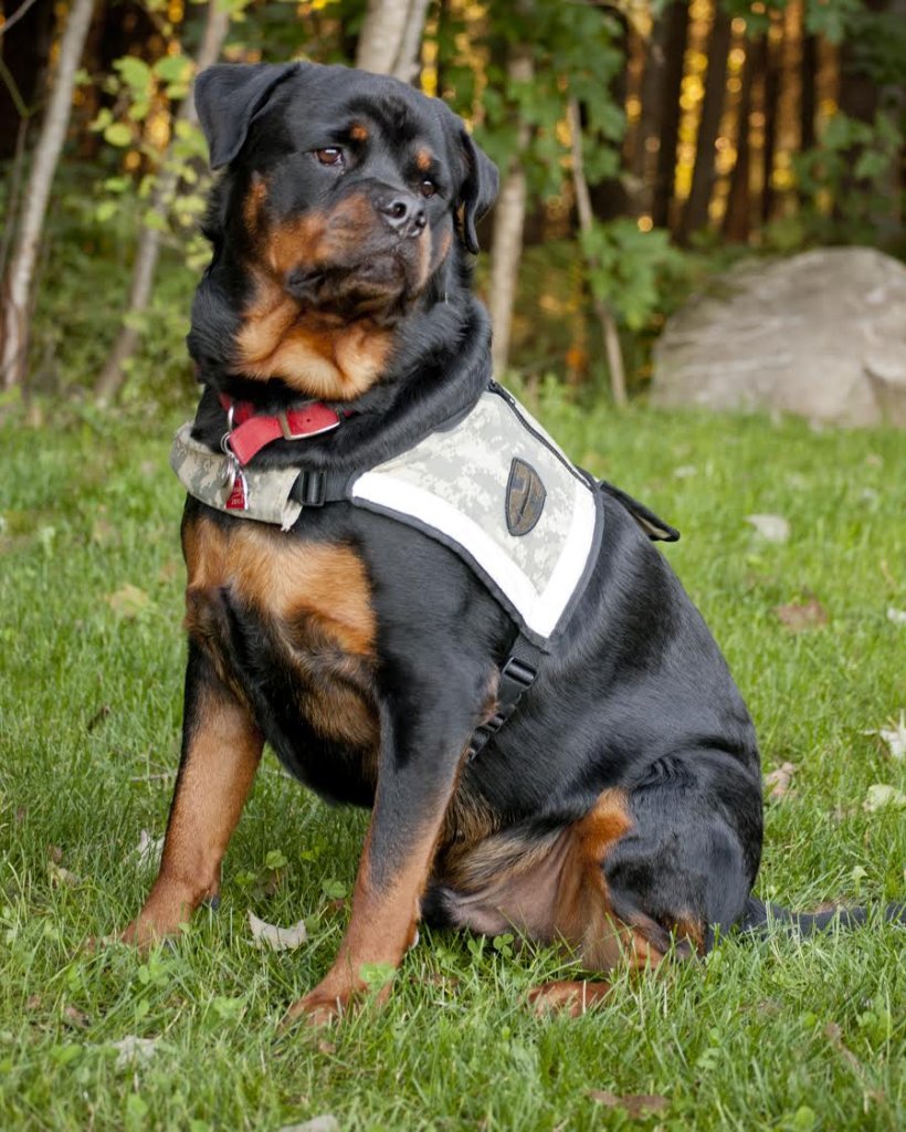 Operation Dog Food:  For Service Dogs of Veterans