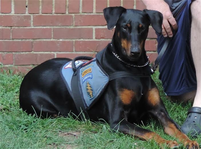 Operation Dog Food:  For Service Dogs of Veterans