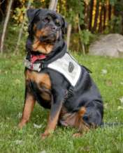 Mobility Dog
