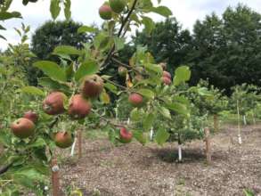 Red Lake Band of Chippewa apple orchard