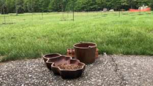 Tobacco and sacred water blessing of the new trees