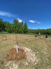 A new TFT orchard planted in 2021
