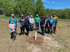 Newly-planted fruit trees at Old Lyons Orchard