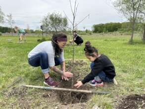 Orchard planting with Saginaw Chippewa in May 2023