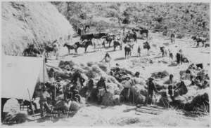 W.M. Apaches delivering hay to Fort Apache