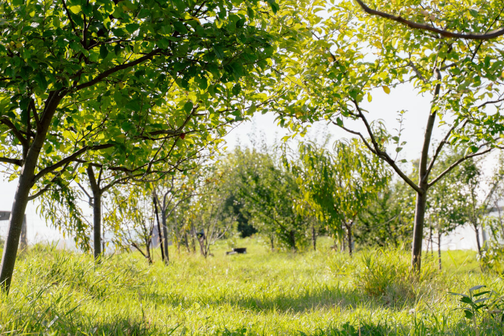 Year-old orchard in Minnesota expanded in 2025
