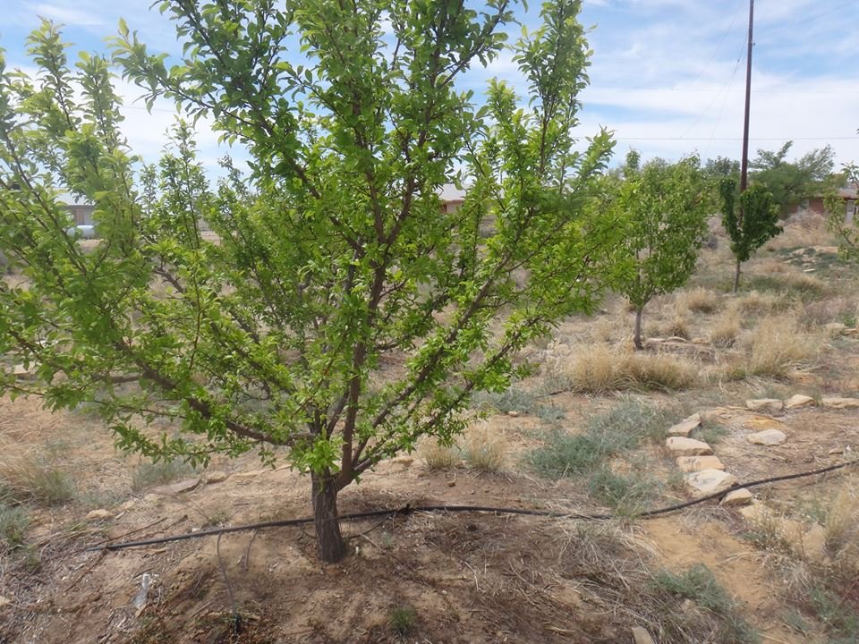 Bring Fruit Trees to Native American Reservations