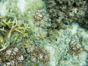 Damaged Coral Reef