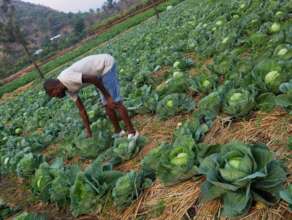 Growing cabbages - Muko School garden