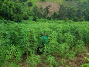 Growing cassava to supplement school meals