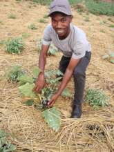 Growing eggplants at Muko School