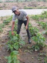 Growing vegetables in Muko School garden