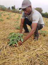 Protecting tomato plants from weeds