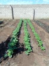 The centre's community garden
