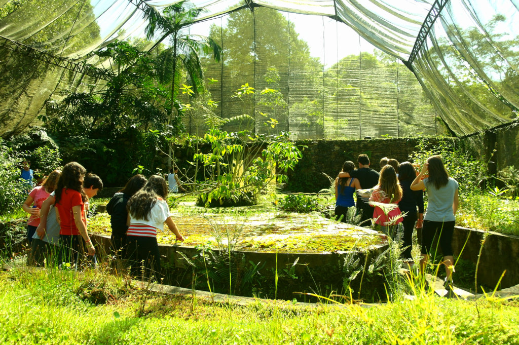 Young Biodiversity Artists- Tropical Forest Brazil