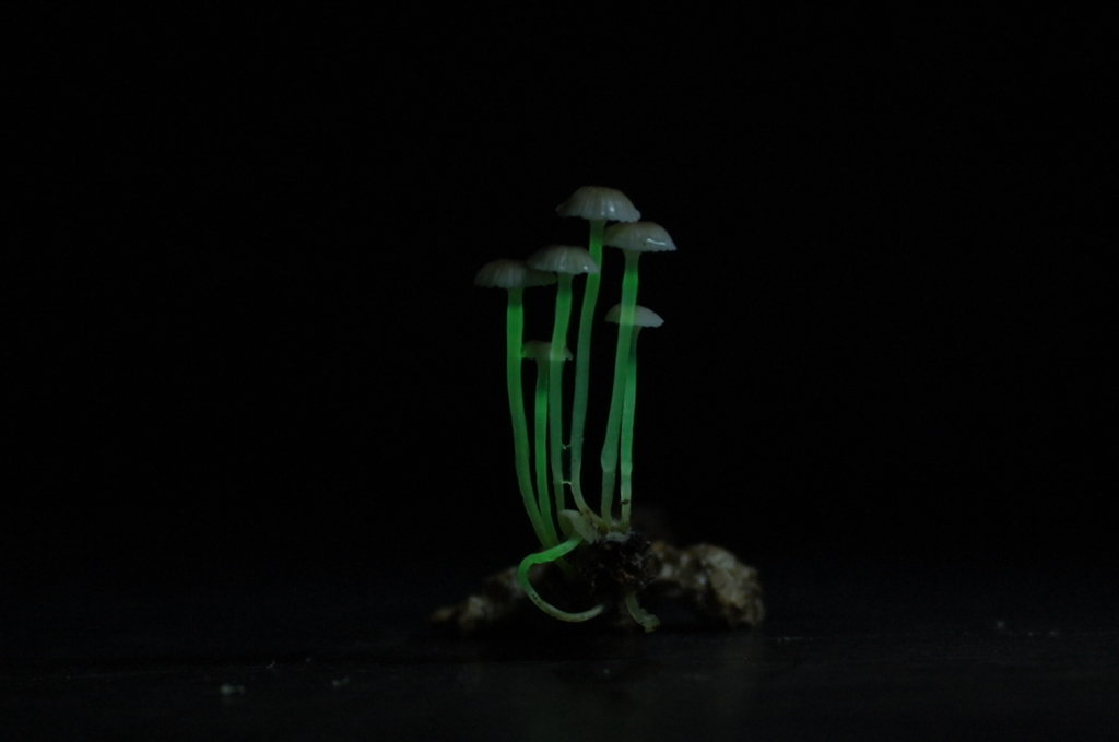 Young Biodiversity Artists- Tropical Forest Brazil