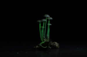 Bioluminescent Mushrooms