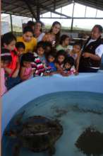 Visits to turtle rehabilitation center