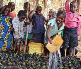 Growing vegetables in Zambia