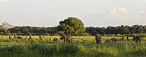 Elephants in the Luangwa Valley