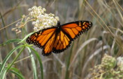 Creating a Monarch Butterfly Habitat
