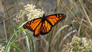 Creating a Monarch Butterfly Habitat
