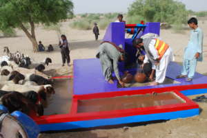 The animals of Thar quenching thirst from water.
