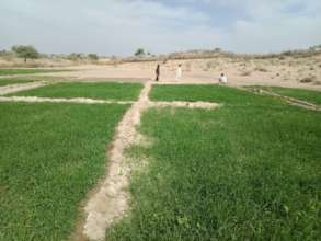 Lush Green Field in Thar.