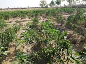 Vegetables grown from the field.