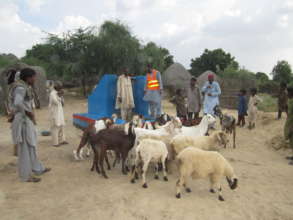 The animals coming to the well to quench thirst