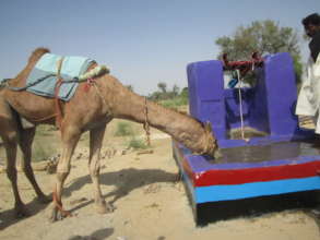 Camel drinking water from a new water well.
