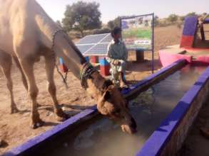 Camel drinking Water from Water Well