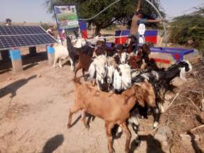 Animals Drinking Water from New Water Well