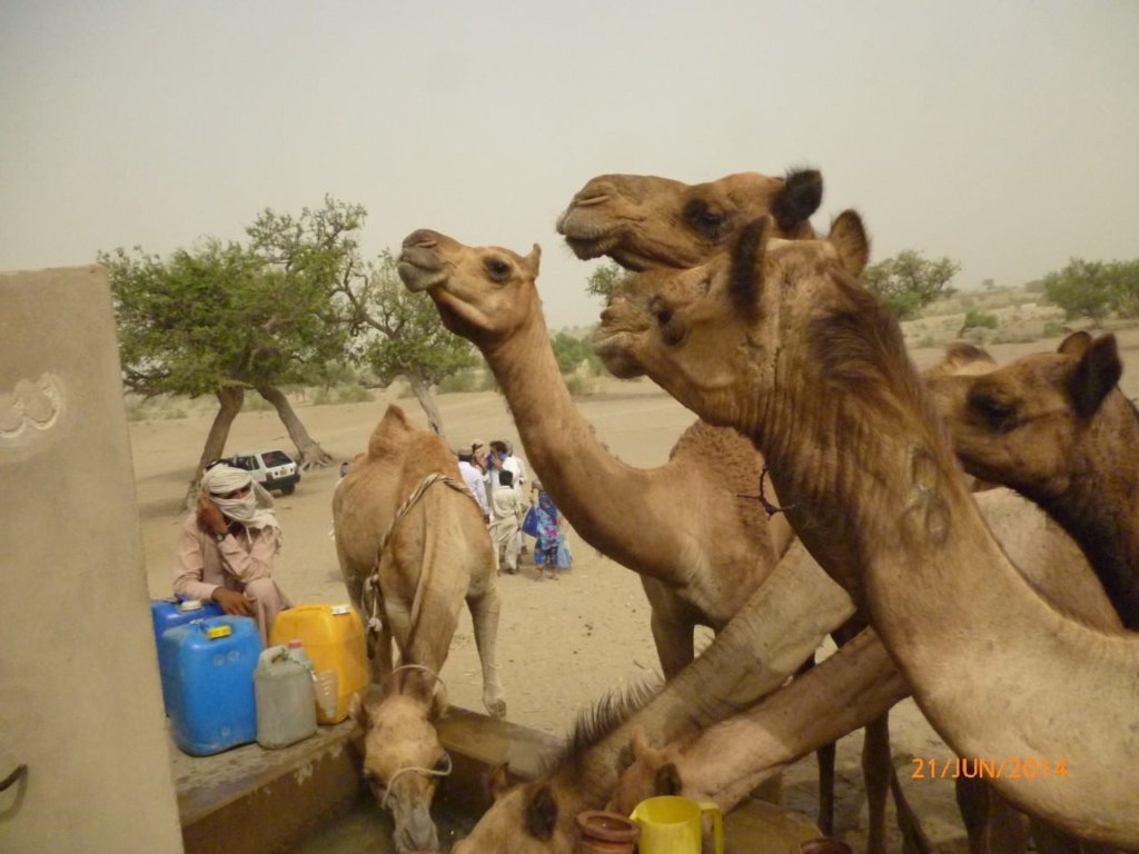 Drinking Water for Humans,Animals of Thar