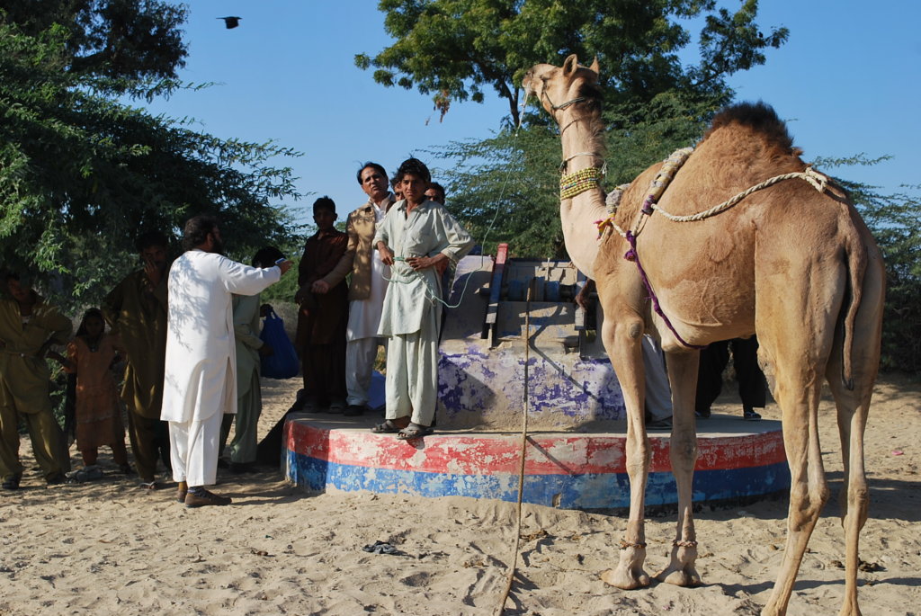 Drinking Water for Humans,Animals of Thar