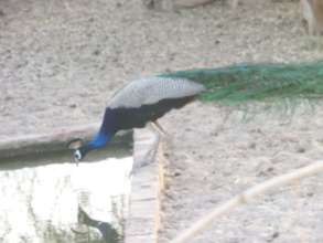 A Peacock in Thar drinking water from a well