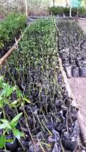 Mangrove nursery at Playa Blanca