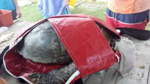 Donated turtle holder for a save transport