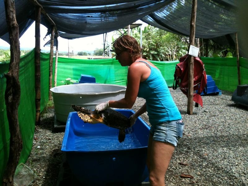 Sea Turtle Center Needs Boat Motor for Rescue