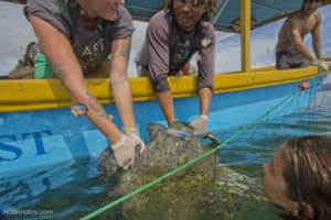 Sea Turtle Center Needs Boat Motor for Rescue
