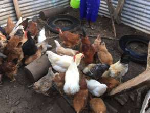 Happy Chickens