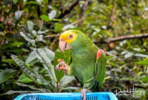 Released yellow-head (thanks to David Hilmy)