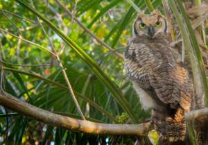 Elbert Greer's photo of the great horned owl