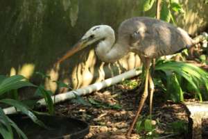 wunderman's heron