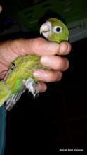 Parakeet with a broken leg
