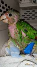 Red lored baby with a broken leg