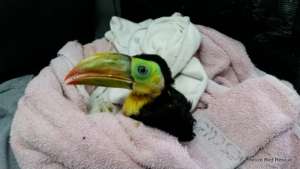Baby toucan