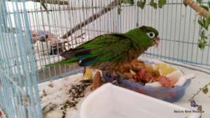 Parakeet youngster